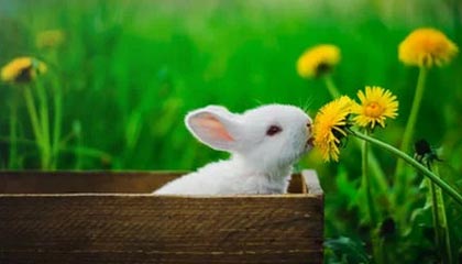 陈雨菲获得羽毛球世锦赛女单亚军